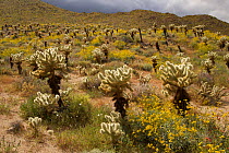 Flowering Brittlebush (Encelia farinosa) with Cholla cactus (Opuntia sp) and other desert plants. Anza-Borrego Desert State Park, California, USA. March 2005