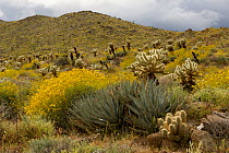 Flowering Brittlebush (Encelia farinosa) with Cholla cactus (Opuntia sp) and other desert plants. Anza-Borrego Desert State Park, California, USA. March 2005