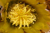 A close-up of Barrel cactus (Ferocactus sp) in flower, Anza-Borrego Desert State Park, California, USA.