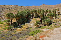 Palm oasis in the desert of Anza-Borrego Desert State Park, San Diego County, California, USA, April 2005