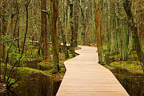 Boardwalk through Atlantic white cedar (Chamaecyparis thyoides) swamp on Cape Cod, Massachusetts, USA, May 2005. Though commonly called cedar, the trees are actually a cypress.