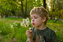 Boy (four years) blowing Dandelion seed heads, Lexington, Massachusetts, USA, May 2005, Model released