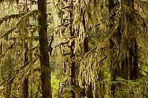 Trees with their branches covered in moss in the Hoh Rainforest, Olympic National Park, Washington, USA, August 2005