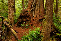 Temperate rainforest with giant Western Red Cedar trees (Thuja plicata) Olympic National Park, Washington, USA.