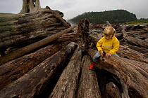 Boy (five years) sitting on a pile of dead trees (driftwood) in Olympic National Park, Washington, USA. August 2005, Model released