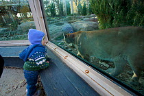 Girl (two years) viewing a captive Mountain Lion / Puma (Felis concolor) through glass enclosure at Stone Zoo, Massachusetts, USA, November 2005, Model released