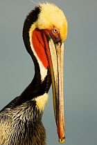 Brown pelican (Pelecanus occidentalis) portrait, San Diego, California, USA.