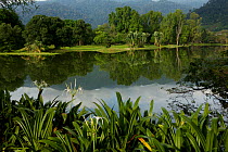 Pond in a park in Sungai Petani town, Kedah, Malaysia, May 2006