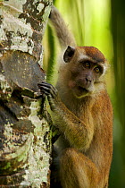 A Long-tailed macaque (Macaca fascicularis) holding on to a tree, wild monkey in the grounds of Penang Botanic Garden, Malaysia.