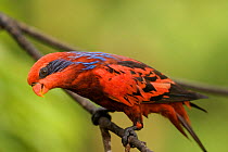 Blue-streaked lory (Eos reticulata) endemic to Babar and the Tanimbar Islands, East Lesser Sunda Islands, and Damar and the Kai Islands, Indonesia, Captive