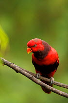Violet-necked lory (Eos squamata) endemic to North Moluccas, captive