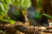 Two Nicobar pigeons (Caloenas nicobarica) native to islands of SE Asia and New Guinea region, captive