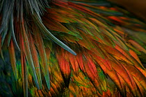 Close up of feathers of the Nicobar pigeon (Caloenas nicobarica) native to islands of SE Asia and New Guinea region, captive