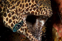 Honeycomb moray eel (Gymnothorax favagineus) with mouth open, being cleaned by cleaner shrimp and a juvenile Emperor angelfish (Pomacanthus imperator), Bali, Indonesia