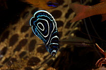 Emperor Angelfish (Pomacanthus imperator) juvenile, Bali, Indonesia