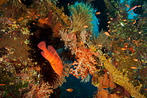 Blue-spotted grouper (Cephalopholis miniata), soft corals and feather stars at the Liberty shipwreck, Tulamben, Bali Island, Indonesia, May 2006