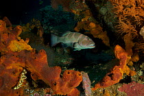Saddleback / Blacksaddle coral grouper (Plectropomus laevis) lurking amongst corals on the Liberty shiprwreck, Tulamben, Bali, Indonesia, May 2006