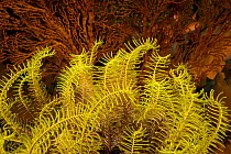 A yellow featherstar crinoid growing in front of a gorgonian sea fan. Bali, Indonesia.