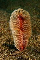 Sea Pen (order Pennatulacea) growing on a sandy seabed, Bali, Indonesia.