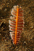 Sea pen (order Pennatulacea) growing on a sandy seabed, Bali, Indonesia.