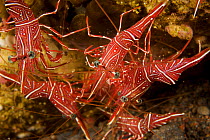 Hingebeak shrimp (Rhynchocinetes durbanensis) clustered on a reef in Bali, Indonesia.