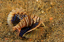Gurnard Lionfish (Parapterois heterura) on a sandy seabed, Bali, Indonesia.