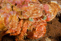 Hermit crab with a shell covered in small sea anemones. Bali Island, Indonesia.