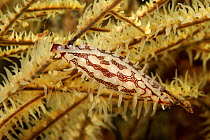 Spindle cowrie snail (Ovulidae) on seafan, Bali, Indonesia.