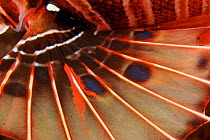 Spotfin lionfish (Pterois antennata) detail of pectoral fin. Bali, Indonesia.