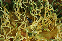 Three-spot damselfish (Dascyllus trimaculatus) amongst tentacles of a sea anemone, Bali, Indonesia.