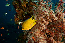 Golden damselfish (Amblyglyphidodon aureus) in front of a seafan growing from part of the wreck of the ship Liberty, Tulamben, Bali, Indonesia.