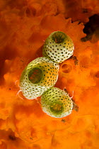 Tunicates (Didemnum molle) Bali, Indonesia.