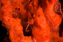 Threadfin hawkfish (Cirrhitichthys aprinus) camouflaged against orange sponge. Bali, Indonesia.