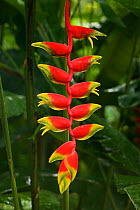 Heliconia flowers (Heliconia sp)