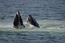 Humpback whales (Megaptera novaeangliae) lunge feeding, off Massachusetts, USA.