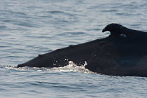 Humpback whale (Megaptera novaeangliae) dorsal spine, off Massachusetts, USA.
