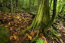 Forest on Nuku Hiva, Marquesas Islands, French Polynesia, July 2006