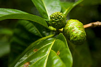 Leaves and fruit of Great morinda / Noni plant (Morinda citrifolia) Hiva Oa Island, Marquesas Islands, French Polynesia, July 2006