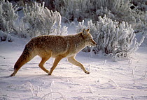 Coyote (Canis Latrans) out hunting on a cold morning after a snow storm, Wyoming, USA