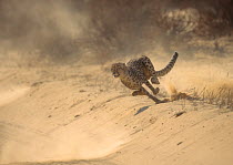 Cheetah (Acinonyx jubatus) running at full speed chasing Springbok prey, Kalahari Desert, Southern Africa