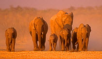 African elephant herd approaching desert waterhole (Loxodonta africana) Etosha National Park, Namibia