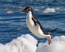 Adelie penguin (Pygoscelis adeliae) hopping from ice block to ice block, Petermann Island, Antarctica