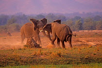 African Elephant (Loxodonta africana) bulls in dominance fight, Mono Pools national Park, Zimbabwe, Southern Africa
