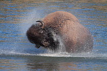 American bison (Bison Bison) shaking its head to remove excess water, Yellowstone river, Hayden Valley, Wyoming, USA