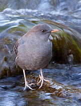 Portrait of an American Dipper / Water Ouzel (Cinclus mexicanus) standing on a rock in a fast flowing river, Gardner River, Yellowstone National Park, Montana, USA, North America