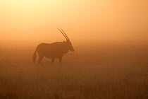Backlit Gemsbok (Oryx gazella gazella) at sunrise in the central Kalahari desert, Southern Africa