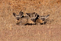 Bat-eared fox (Otocyon megalotis) family huddled together to retain heat. Kgalagadi TB Park, South Africa