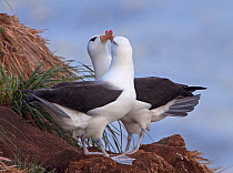 Pair of Black-browed albatross in courtship display at nest site, overlooking the South Atlantic Ocean. Saunders Island, Falkland Islands