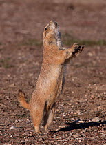 Black-tailed Prairie dog (Cynomys ludovicianus) on hind legs, emitting territorial call, Downtown Parker, Colorado, USA, North America