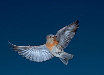 Bluebird (Silala) in flight approaching nest with worm prey in beak, Parker, Colorado, USA, North America